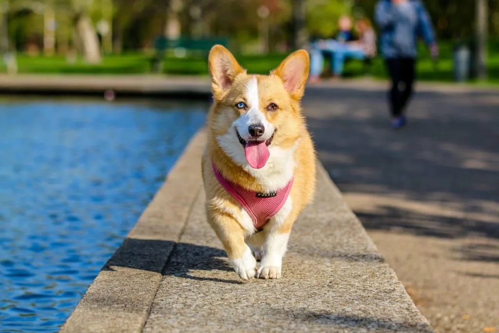 What You Need to Know About Dog Barking Rules In Your HOA 1 A vibrant dog running outdoors, tongue out and ears flapping, symbolizing the significance of HOA Dog Barking Rules in action.