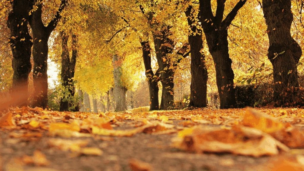 Essential Fall Landscaping Tips for HOAs and Homeowners: How to Prepare for the Cooler Months 1 An image of Fall Landscaping.