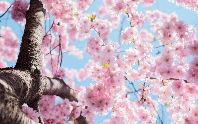 HOA spring checklist