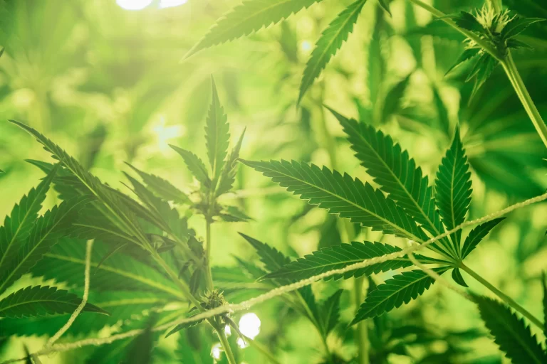 Marijuana plants with green light filtering through - Marijuana in HOA