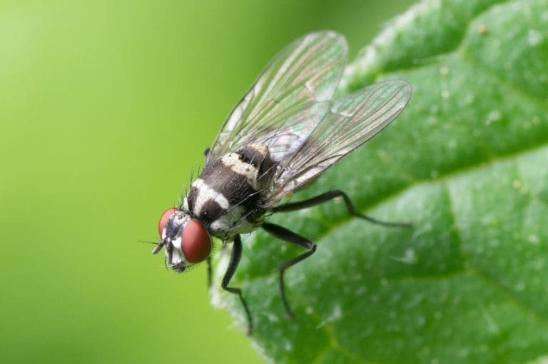 Pests HOA Vinteum