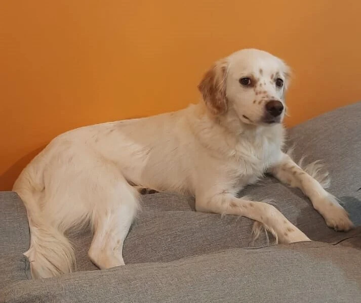 White dog with brown spots lying on a grey cushion against an orange background, representing pets in condos.